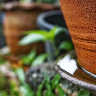 papel do síndico no combate à dengue é não deixar agua parada em vasos de plantas